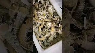 GALERAS 🦐 #galera #mar #sea #food #pesca #work #trabajo #fishing #marisco