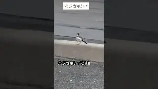 コンビニの駐車場にいた、ハクセキレイ‼