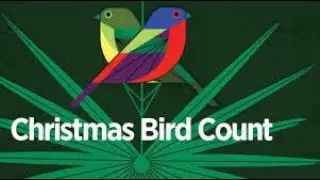 Christmas Bird Counts 2025