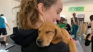 Puppy Yoga is the best thing ever and it's in Ballard - KING 5 Evening
