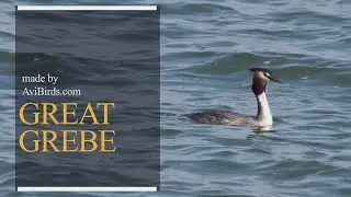 Great Grebe [Podiceps Major]