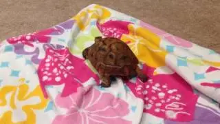 Pet Tortoise