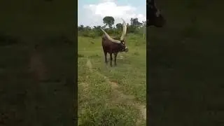 A 3 horned bull found in Uganda
