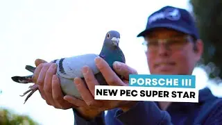 Discover the new super star from PEC: Porsche III
