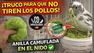 Truco anillas  verdes - Canarios - TIMBRADOS - Balconeros - aviario cria 2026 - hembras y sus nidos
