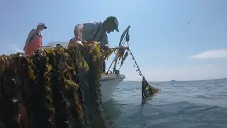 Kelp farming business in Kittery turns seaweed into skin care