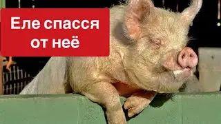 ОПОРОС😱 ОПАСНЫЙ ДЛЯ ЖИЗНИ