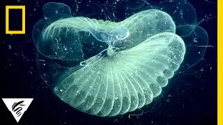 Why These Tiny Ocean Creatures Are Eating Plastic | National Geographic