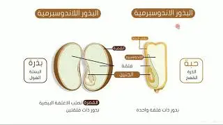 الورقة فى الاحياء | التكاثر | البذور الاندوسبرمية و اللااندوسبيرمية