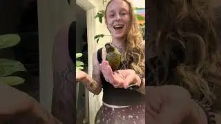 Angus the Green Cheek Conure almost gives me a heart attack!!! #conure #birds #petbird #viralpets