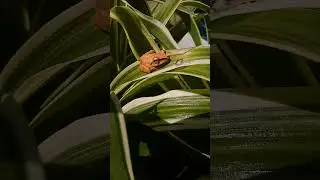 Golden Tree Frog (Polypedates leucomystax)