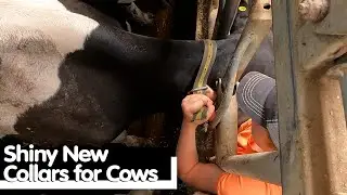 Shiny New Collars for Cows