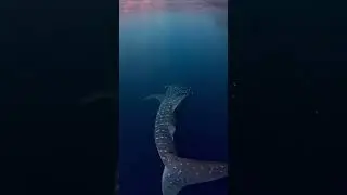 Она хотела быть русалкою