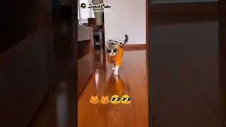 cats attitude 😎 #cats #cutecat #attitudecat #cutecat #shorts #youtubeshorts