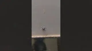 Mirror Spider #mirror #spider