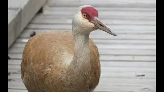 Sandhill Crane at Piper Spit