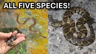 The North TX Nerodia Grand Slam! - All 5 Species!
