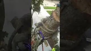 Topping blue spruce #treework #outdoorwork #treeclimber #chainsaw #climbing #nature