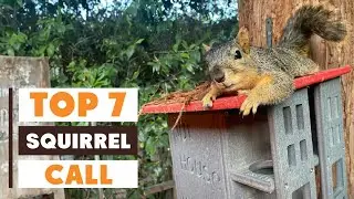 7 Best Squirrel Calls for Successful Hunting in 2025