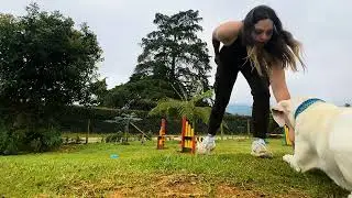 Lecci&oacute;n 20- saga dog sport - t&uacute;nel y tarea 