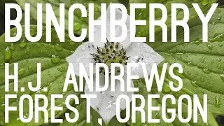 Bunchberry (Cornus canadensis), Lookout Creek Trail, Oregon, USA