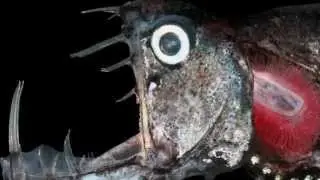Deep Sea Monster The Viper Fish