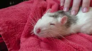Merlin the cozy rat