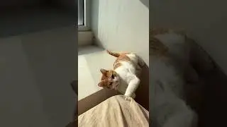 Funny Cat Fail: Hilarious Kitty Slips from Cabinet to Floor! #shorts #cat