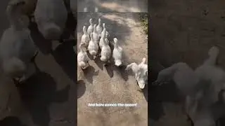 079 Animal Friendship: The Diva Duck Steals the Show! #AnimalFriendship #DuckParade #FunnyDucks