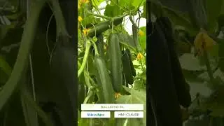 24-iyul, 2025
