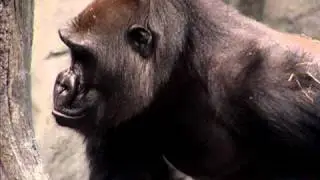 Great Gorillas Going Ape at Brookfield Zoo