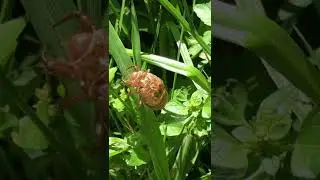 Cicada Exoskeleton Left On A Blade of Grass