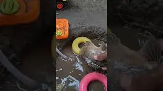 #turtle #waterpump #tortoise #animals #keepvilla #frog #fishing #farming #fish #keepvilladiy