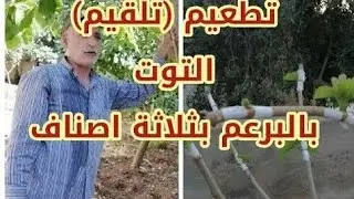 تطعيم شجرة التوت بالبرعم ( بالعين )/  Grafting a berry with a bud مع النتيجة تمت عملية التطعيم بتار