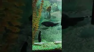 Бой рыбный