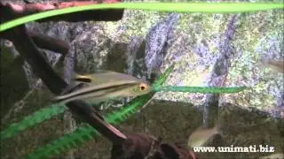Brycinus longipinnis.wmv