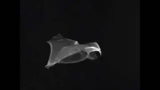 Cynopterus brachyotis at approx. 5 m/s