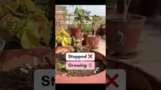 Hibiscus Plant Not Growing? Best Solution for Fast Growth #Gardening  #planthacks  #hibiscusflower