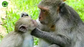 AWESOME Life Of Amber Monkey ST1459 Mono Monkey