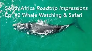 South Africa Roadtrip episode #2: Whale Whatching & Safari