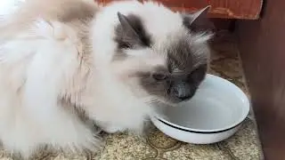 kitty friend Elly fluffy sweetie