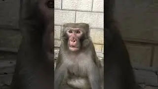 #crazymonkey #animals #crazymonkeys #cute #monky #babymonkey #monkey #funny #babymonkeyangrymom