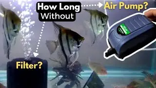 Without Filter/Air Pump: Here's How Long Fish Can Live...
