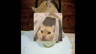 cat eating head of cabbage edit