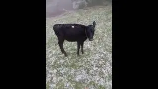 This is how Ooty looks like | After fall of hail | white ice pasture Ground