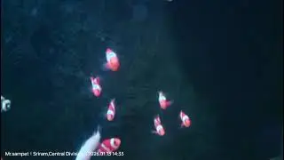 CLOWN FISH EXOTIC 🐟