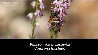 Pszczolinka wrzos&oacute;wka (Andrena fuscipes)