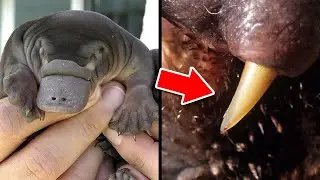 Cute and DEADLY Animals