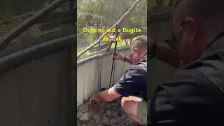 Removing a deadly (Pseudonaja affinis) aka Dugite ⚠️☠️⚠️
