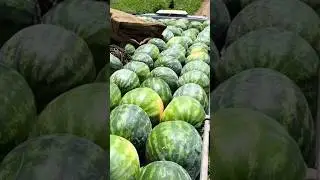 Арбуз Конго 🍉🍉🍉 +7(912)847-52-01 WA/TG